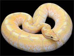 Pythonregius Com Constrictors Unlimited Ball Python Ball Python Morphs Beautiful Snakes