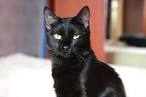 Short Hair Cat Breeds (Black, Domestic, Cute)