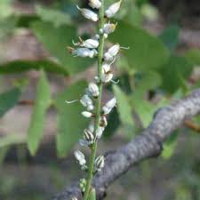 Image result for Chlorophytum longifolium