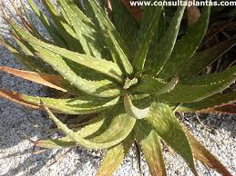 Image result for Aloe aculeata × ortholopha