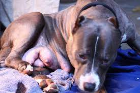 7 Ways To Tell If Your Dog Is Pregnant - Pethelpful