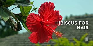 Etsy.com has been visited by 1m+ users in the past month Ways In Which Hibiscus Flower Can Help Your Hair Ahs India