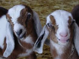Another California Dairy Meyenberg Bought By Swiss Company Baby Goats Animals Friends