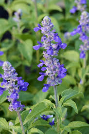 Image result for Salvia