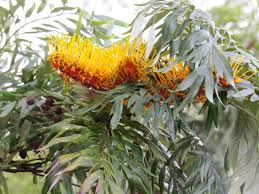 Image result for Grevillea