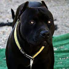 5 out of 5 stars. Black Pitbull Breed Online