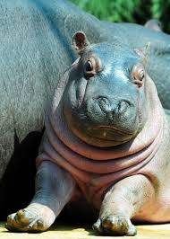 Is Hippo Milk Really Pink Don T Be Fooled Here S The Truth Hippo Facts Hippo Hippo Sweat
