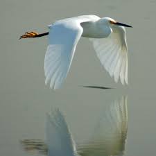 White Bird With Blue Feet Apple 525 Herons Vs Egrets Vs Cranes Birds Painting Colorful Birds Heron