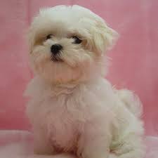 Start your adoption journey online or at a petsmart near you and give a pet in need the loving home they how one rescue pup… growing up in nyc, i wasn't surrounded by many animals, but i was always a dog person. Image Detail For Maltese Dogs For Sale In Florida Florida Maltese Puppies For Sale Maltese Dogs Maltese Puppy Poodle Mix Breeds