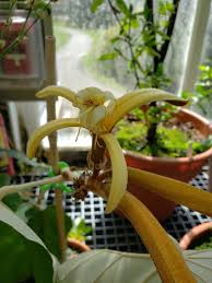 Image result for Pterospermum acerifolium