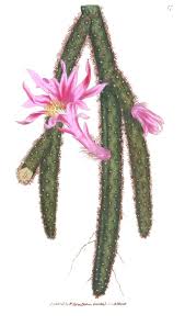 Image result for Phyllanthus caespitosus