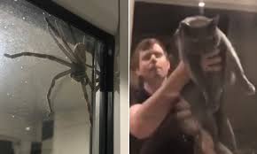 The modern day barn cat is as close as we can get … Family Terrorised By Spider Hold Cat To The Huntsman Daily Mail Online