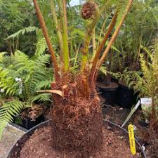 Image result for Cyathea dregei