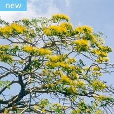 Image result for Ixora mildbraedii