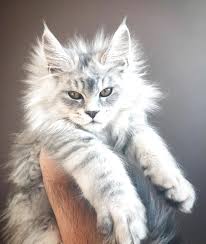 *wildwood is a national wildlife federation. Ragdoll Kittens For Sale Craigslist Petfinder