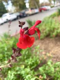 Image result for Sebaea microphylla