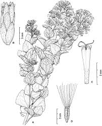 Image result for Stomatanthes
