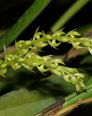 Image result for Ancistrorhynchus tenuicaulis