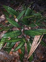 Image result for Oeceoclades