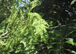 Image result for Lygodium