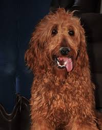 Toodles Doodles Golden Doodles And Irish Doodles Irish Doodles