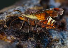 Some of their favorites include: Hummingbird Moth Id Help 331086 Ask Extension
