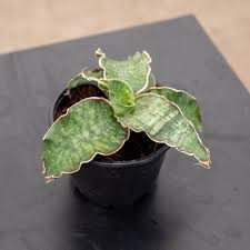 Image result for Sansevieria nilotica