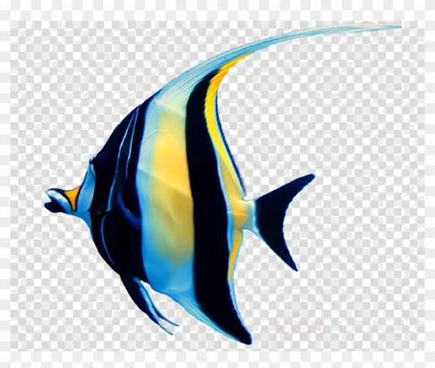 Download Ikan Manfish Png Clipart Aquarium Clip Art - Video Play Button  Transparent - Free Transparent PNG Clipart Images Download