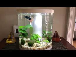 This is my review of the top fin bettaflo bf5 betta filter. Top Fin Bettaflo Soothe Betta Update Youtube