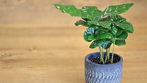 Image result for Coffea