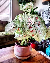 Caladium Strawberry Star Caladium Plants House Plants Indoor