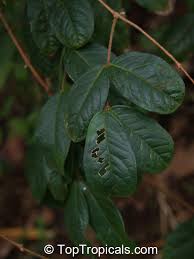 Image result for Aristida stipitata