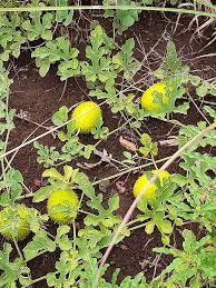 Image result for Cucumis zeyheri