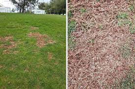 Before You Plant Grass In The Spring Fairway Green Inc