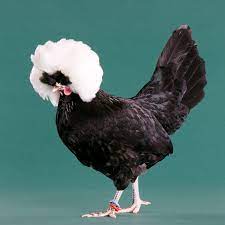 They're great for children since they're not aggressive, like being held, and are friendly. Day Old Chicks White Crested Black Polish Bantam