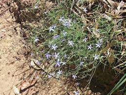Image result for Wahlenbergia erecta