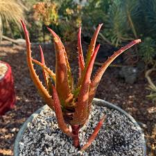 Image result for Aloe cameronii