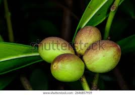 Image result for Acokanthera oblongifolia