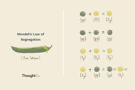 What Is Mendel S Law Of Segregation Teaching Biology Law Biology