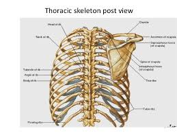 The rib cage surrounds the lungs and the heart, serving as an important means of bony protection for these vital organs. Thoracic Cage