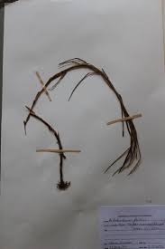 Image result for Bolboschoenus glaucus