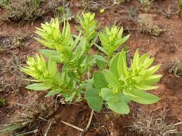 Image result for Clutia monticola