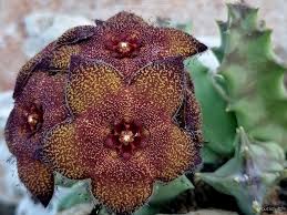 Image result for Orbea melanantha