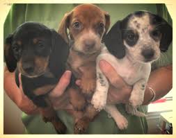 Dachshund beagle mix puppies you must be ready to continue to keep your dachshund's eating in order. How To Tell If Your Dog Is A Pure Full Blooded Dachshund Not A Chiweenie Pethelpful By Fellow Animal Lovers And Experts