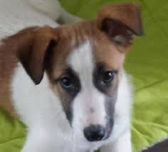 Mâle date de naissance : Maddie Chiot Femelle Croisee Jack Russel Border Collie 4 Mois Association Galia