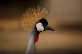 See more ideas about african animals, animals, animals wild. The Most Unique African Animals And Where To Find Them Governors