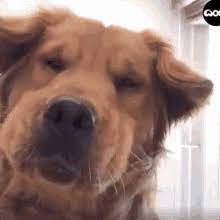 Golden Retriever Gifs Tenor