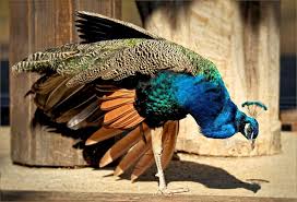 blauer pfau pavo cristatus beautiful creatures animals bird