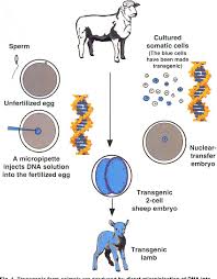 The copied material, which has the same genetic makeup as the original, is referred to as a clone. Pdf Genetic Engineering And Cloning May Improve Milk Livestock Production Semantic Scholar