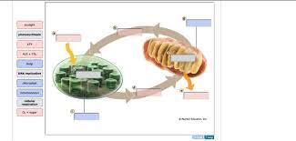 The only difference is that it is carried out by marine bacteria. Learning Through Art Energy Flow Through An Chegg Com